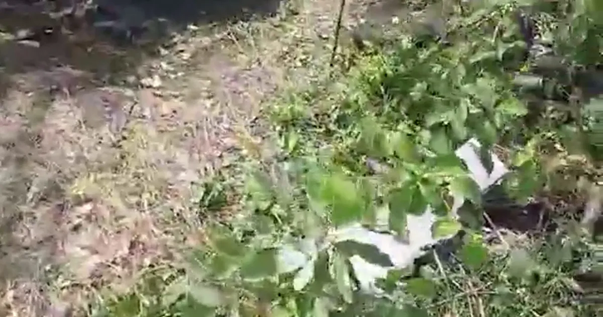 Скриншот з відео Ворожий «ланцет» знищили зенітники на Вовчанському напрямку на порталі Gromada Group